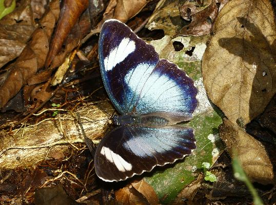 Euphaedra ceres ceres female UPS